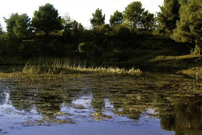 Las aguas de la laguna del Pozo de Airón de Aldea de Pinar no son profundas, excepto en la ‘hoya’ central, que tiene unos 3 metros de diámetro. ECB