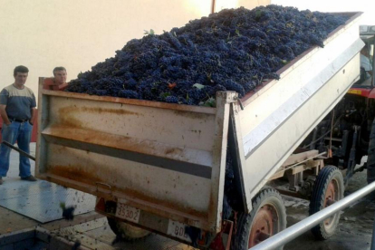Por el momento se han recogido un total de 86.425.801 kilos de uva.-L.V.