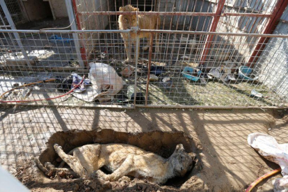 El único león del zoo de Mosul mira el cadaver de la leona desde su jaula.-MUHAMMAD HAMED / REUTERS