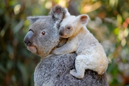 Una madre koala y su cría.-AFP (AFP)