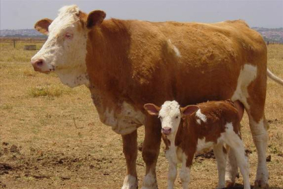 La vaca Vitória, ejemplar clonado a partir de una vaca adulta, junto a una de sus crías cría. Vitória nació en una explotación cientítica de Brasil.-Foto: ARCHIVO / EMBRAPA