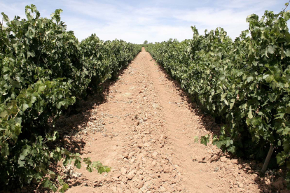 Imagen de viñas de Ribera del Duero. ECB