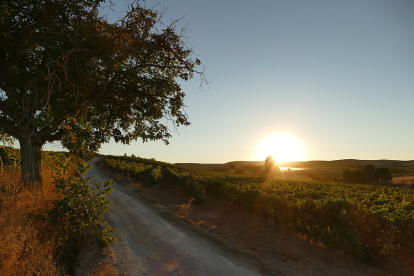 La Ruta del Vino Ribera del Duero quiere fomentar la movilidad eléctrica en estos paisajes.
