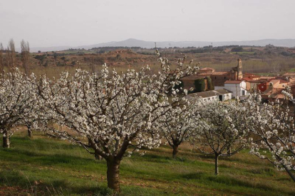 Floración de los cerezos en el Valle de Caderechas. ECB