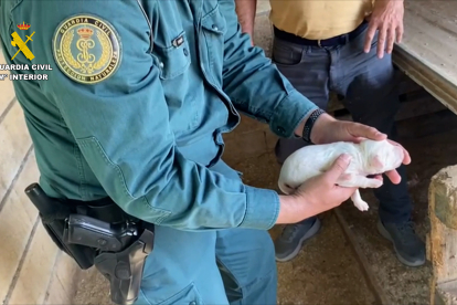Cachorro rescatado por la Guardia Civil.