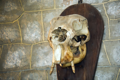 Cráneo de elefante asiático que se puede ver en el Museo de Ciencias Naturales del IES Cardenal López de Mendoza.