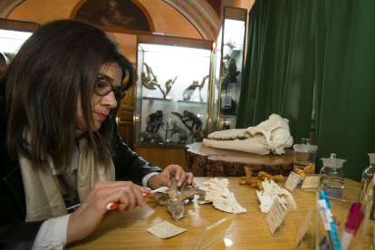Ana Mayoral durante una de las labores de siglado de piezas revisadas del Museo de Ciencias Naturales del López de Mendoza.