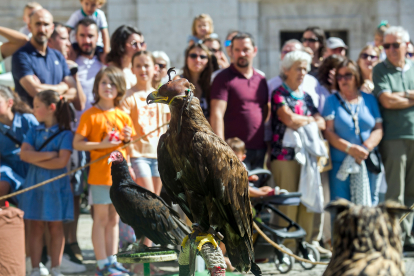 Instante de la exhibición de aves de Burgos Cidiano 2023.