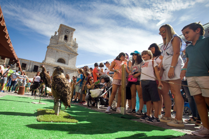 Instante de la exhibición de aves de Burgos Cidiano 2023.
