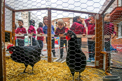 Los niños del colegio San Pablo Apóstol observan a las dos gallinas que hay en su patio.