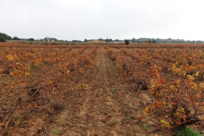 Imagen de un viñedo de la Ribera del Duero