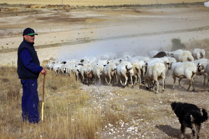 Vidal Lázaro lleva toda la vida cuidando de ovejas.