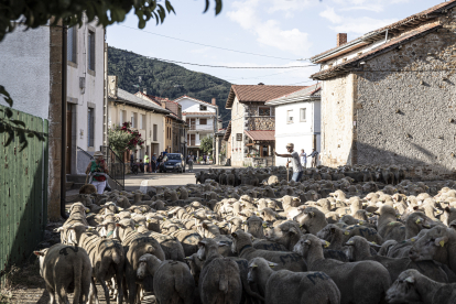 Un pastor guía a sus ovejas en Barniedo de la Reina.