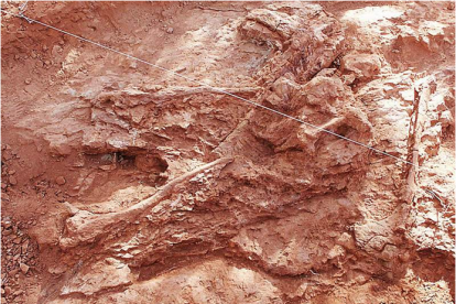 Costillas de Demandasaurus in situ en el yacimiento de Tenadas de los Vallejos II.