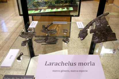 Exposicion de los restos de Larachelus morla, la tortuga descrita en Salas de los Infantes en el Museo de Dinosaurios de Salas.