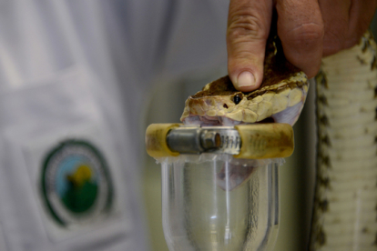 Extracción de veneno de serpientes en el Instituto Clodomiro Picado