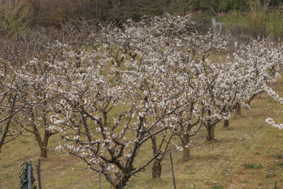 Los cerezos en flor tiñen de blanco el Valle de las Caderechas.