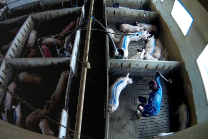 Un operario de una granja de Arauzo de Torre golpeando a un cerdo.