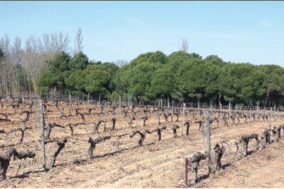 Sendero Entre vaso y Espaldera