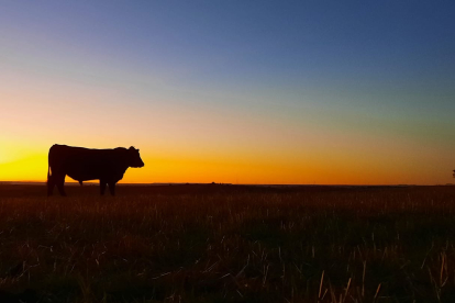 Las vacas siempre están en el campo