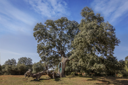 El entorno natural es maravilloso en Peñalba de Castro