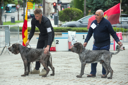 Monográfica 2024 del Club Español de Amigos del Perro Perdiguero de Burgos.