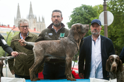 Monográfica 2024 del Club Español de Amigos del Perro Perdiguero de Burgos.