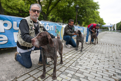 Monográfica 2024 del Club Español de Amigos del Perro Perdiguero de Burgos.