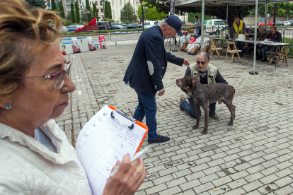 Monográfica 2024 del Club Español de Amigos del Perro Perdiguero de Burgos.