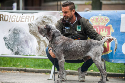 Monográfica 2024 del Club Español de Amigos del Perro Perdiguero de Burgos.