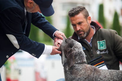 Monográfica 2024 del Club Español de Amigos del Perro Perdiguero de Burgos.