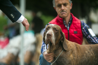 Monográfica 2024 del Club Español de Amigos del Perro Perdiguero de Burgos.