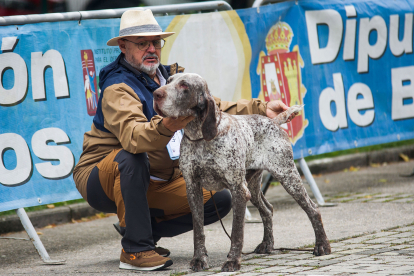 Monográfica 2024 del Club Español de Amigos del Perro Perdiguero de Burgos.