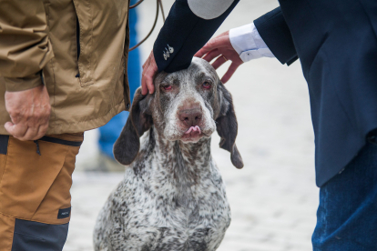 Monográfica 2024 del Club Español de Amigos del Perro Perdiguero de Burgos.