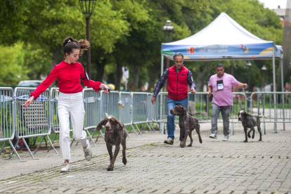 Monográfica 2024 del Club Español de Amigos del Perro Perdiguero de Burgos.