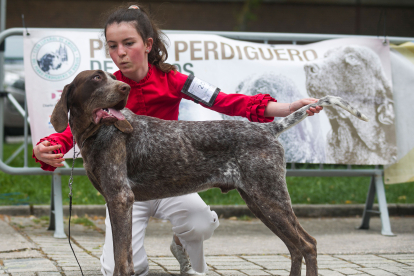 Monográfica 2024 del Club Español de Amigos del Perro Perdiguero de Burgos.