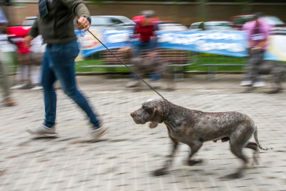 Monográfica 2024 del Club Español de Amigos del Perro Perdiguero de Burgos.