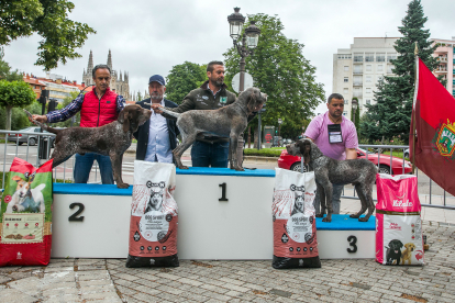 Monográfica 2024 del Club Español de Amigos del Perro Perdiguero de Burgos.