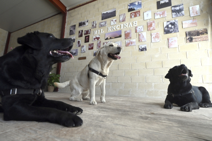 Uva, Lina y Java, perros usados en terapia en el HUBU