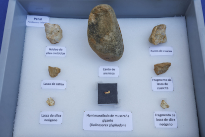 Colección de herramientas de Penal, parecidas a la de Dolina en niveles bajos. EN el centro resto del roedor que ayudó a datar Homo antecessor.