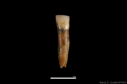 Incisivo de Homo antecessor. Gran Dolina TD6