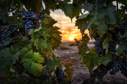 'Entre viñas', imagen ganadora del Concurso de Fotografía Burgos Origen y Destino.