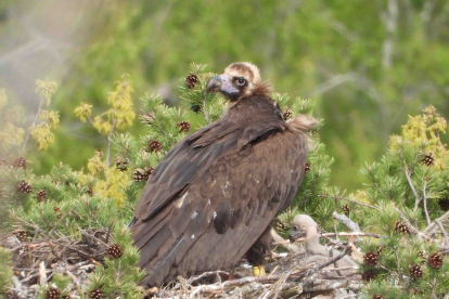 Buitre negro con su pollo, nacido en 2024 en la Sierra de la Demanda.