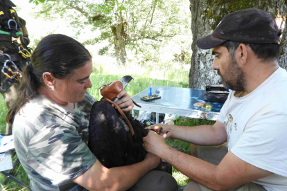 Revisión veterinaria de un buitre negro nacido en 2024 en la Demanda.