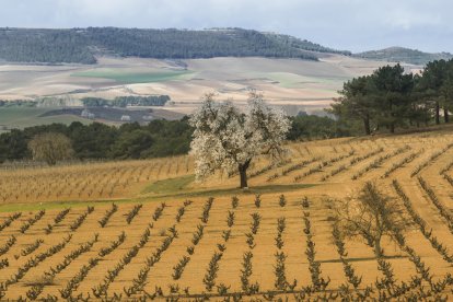 Viñedos de la Denominación de Origen Ribera del Duero en La Horra.