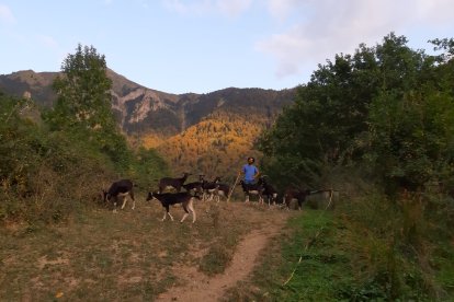 Las cabras pasan casi todo el día fuera