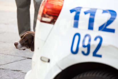 Un perro tras un vehículo de la Policía Local de Burgos en una calle de la capital.