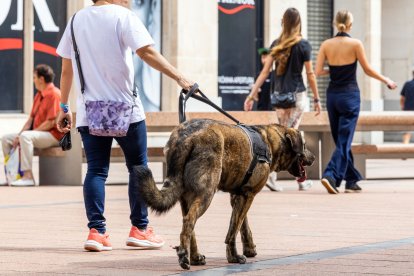 Un perro pasea por la ciudad convenientemente atado.