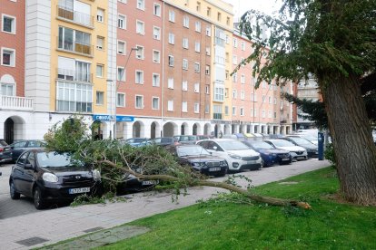 Imagen de una rama caída por efecto del viento.