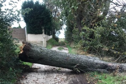 Imagen de un árbol caído en el camino de Villargamar.